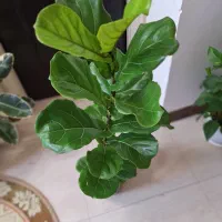 فیکوس لیراتا با گلدان سفالی مشکی