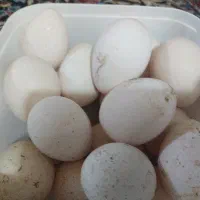 تخم بوقلمون محلی نطفه دار|حیوانات مزرعه|تیمور آباد, |دیوار