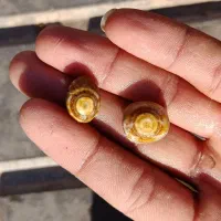 باباقوری|جواهرات|آیسک, |دیوار