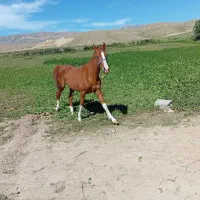 اسب نریان