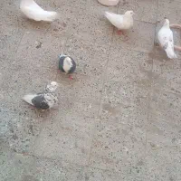 فروش 11عدد کبوتر