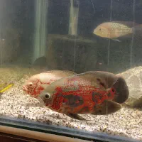 فروش ماهی اسکار