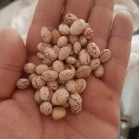 لوبیا چیتی درجه یک برداشت امسال|خوردنی و آشامیدنی|شهرکرد, |دیوار