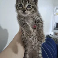 گربه نژاد دار