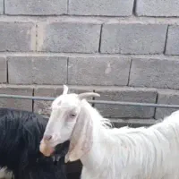 بز کهره جوان