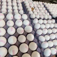 تخم مرغ مارک دارصادراتی|عمده‌فروشی|مشهد, ابوذر|دیوار