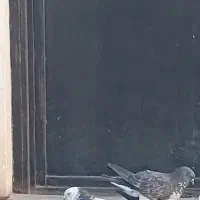 کبوتر باخت رفته