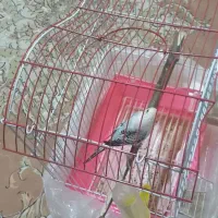 مرغ عشق نر|پرنده|شاهین دژ, |دیوار