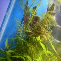 آکواریوم پلنت|ماهی|سنندج, |دیوار