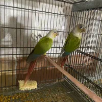 طوطی گرینچیک
