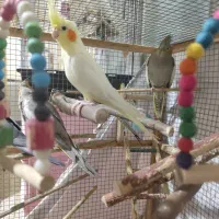 عروس هلندی|پرنده|بندر ماهشهر, |دیوار