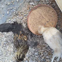 فروش جوجه|پرنده|سمیرم, |دیوار