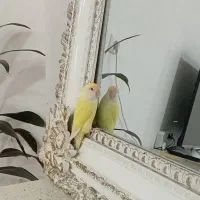 طوطی برزیلی