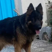 سگ ژرمن شولاین ماده
