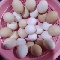 تخم مرغ محلی درجه یک