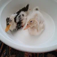 اردک یک عدد