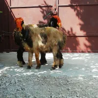 فروش میش بره کهره بز شیشک بختیاری شهر کردی|حیوانات مزرعه|کوار, |دیوار