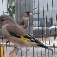 سهره سرسیاه نر دهن زن دوتا جوجه کرمونی|پرنده|شیراز, احمدآباد|دیوار