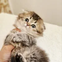 دهکده گربه‌های زیبا ( پرشین / اسکاتیش/ بریتیش )|گربه|یزد, |دیوار