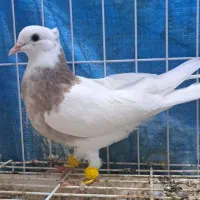 طوقی جوانه|پرنده|گنبد کاووس, |دیوار