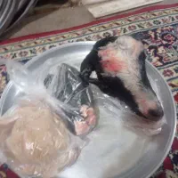 کله پاچه|خوردنی و آشامیدنی|بندر کنگان, |دیوار