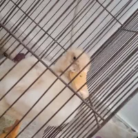 یک عدد اردک رایگان