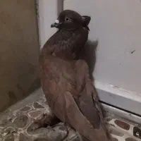 کبوتراصفهانی سرخ