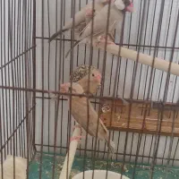 فنچ نرگسی شکلاتی
