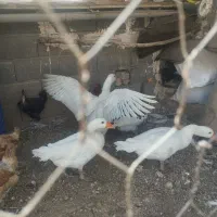 فروش 4عدد غاز درجه یک.