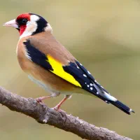 سهره