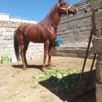 اسب نریان|اسب و تجهیزات اسب‌سواری|سردرود, |دیوار