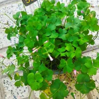 سری جدیدگلهای زیبا|گل و گیاه طبیعی|کرج, شهرک بهداری|دیوار