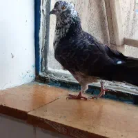 کبوتر های گمشده|حیوانات|لیلان, |دیوار