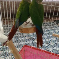 طوطی گرینچیک