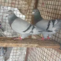 سه جفت مسافتی خوب|پرنده|برازجان, |دیوار