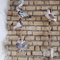 کبوتر پلاکی|پرنده|شیراز, گویم|دیوار