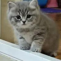 گربه اسکاتیش 2ماهه