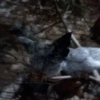 تخم نطفه دار وخوراکی|حیوانات مزرعه|یزد, |دیوار