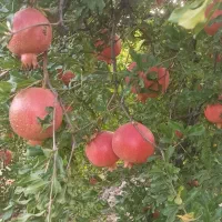 فروش انار محلی پوست نازک و صادراتی|خوردنی و آشامیدنی|شیراز, قصرالدشت|دیوار