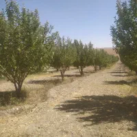 باغ-سیب