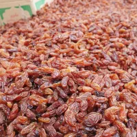 کشمش افتابی،سبز،زرد