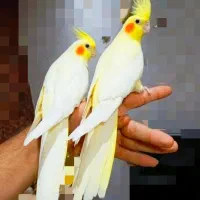 جوجه عروس دستی لوتینو|پرنده|مشهد, امیرآباد|دیوار