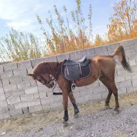 اسب نریان کورد