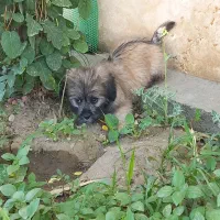 واگذاری سگی به اسم شیکا