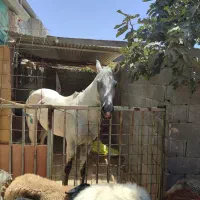 تجهیزات اسب سواری