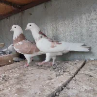 پرشی کفتر|پرنده|زنجان, |دیوار