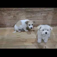 سگ شیتزو نر