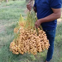 خارک رطب خرما برحی|خوردنی و آشامیدنی|تهران, آرژانتین|دیوار