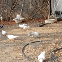 کبوتر گنجه بر