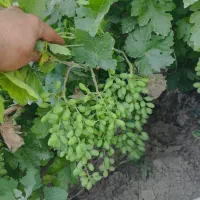 باغ-ده-حسن